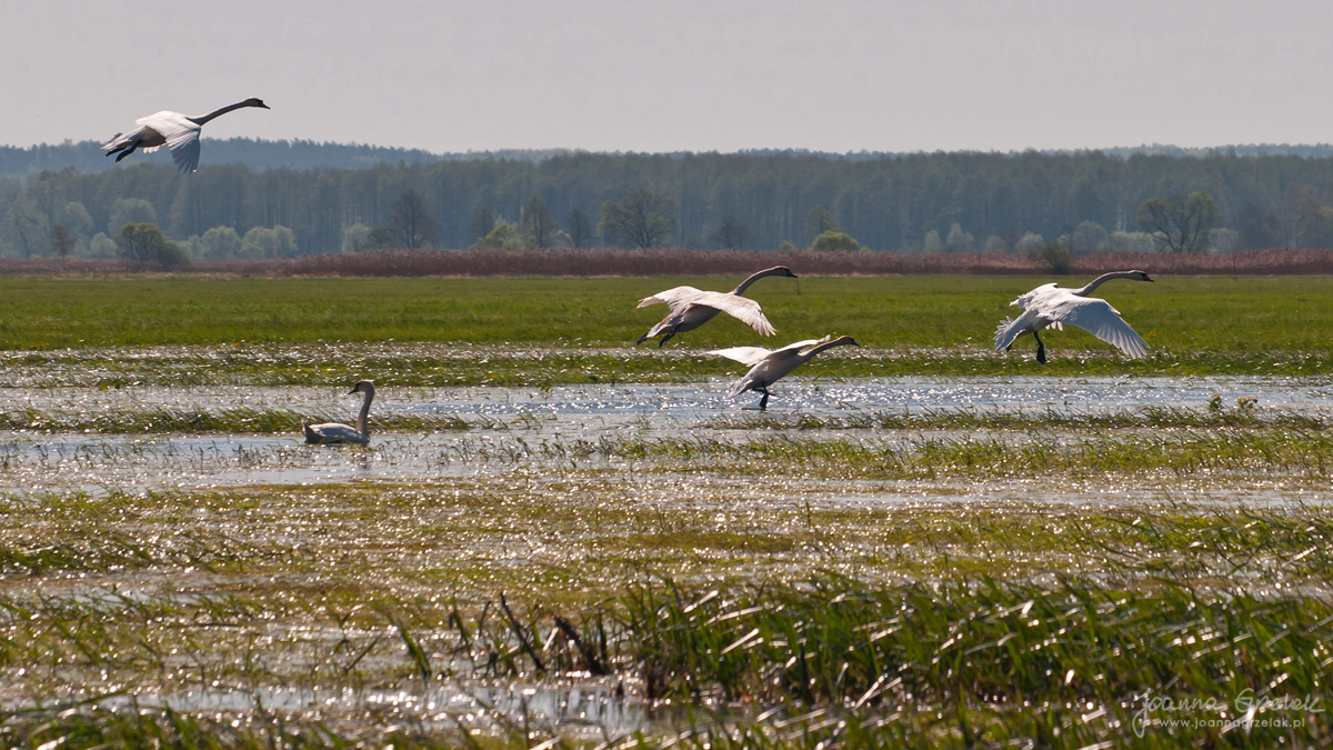 036_Biebrza - kwiecien 2012.jpg